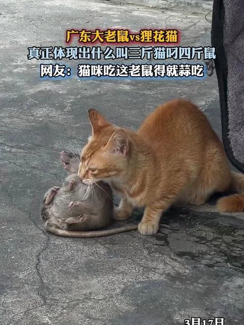 梦见猫咬老鼠什么预兆_1