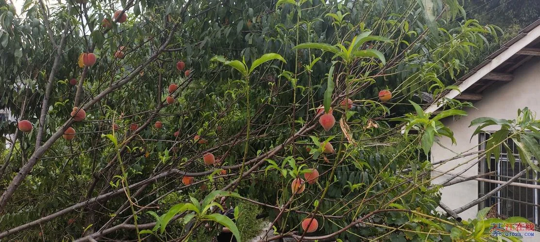 梦到桃子熟了掉地上_1