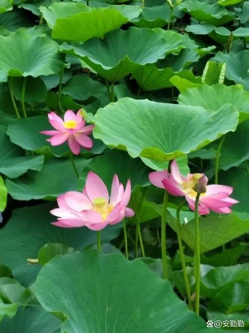 荷花几月份开花阳历_2