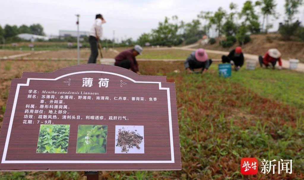 药材种植项目简介-药材种植项目简介