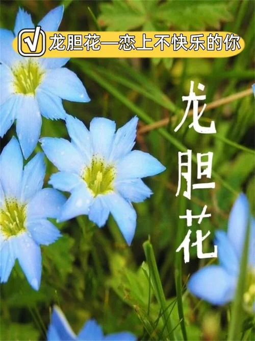 龙胆花语怎么写_1