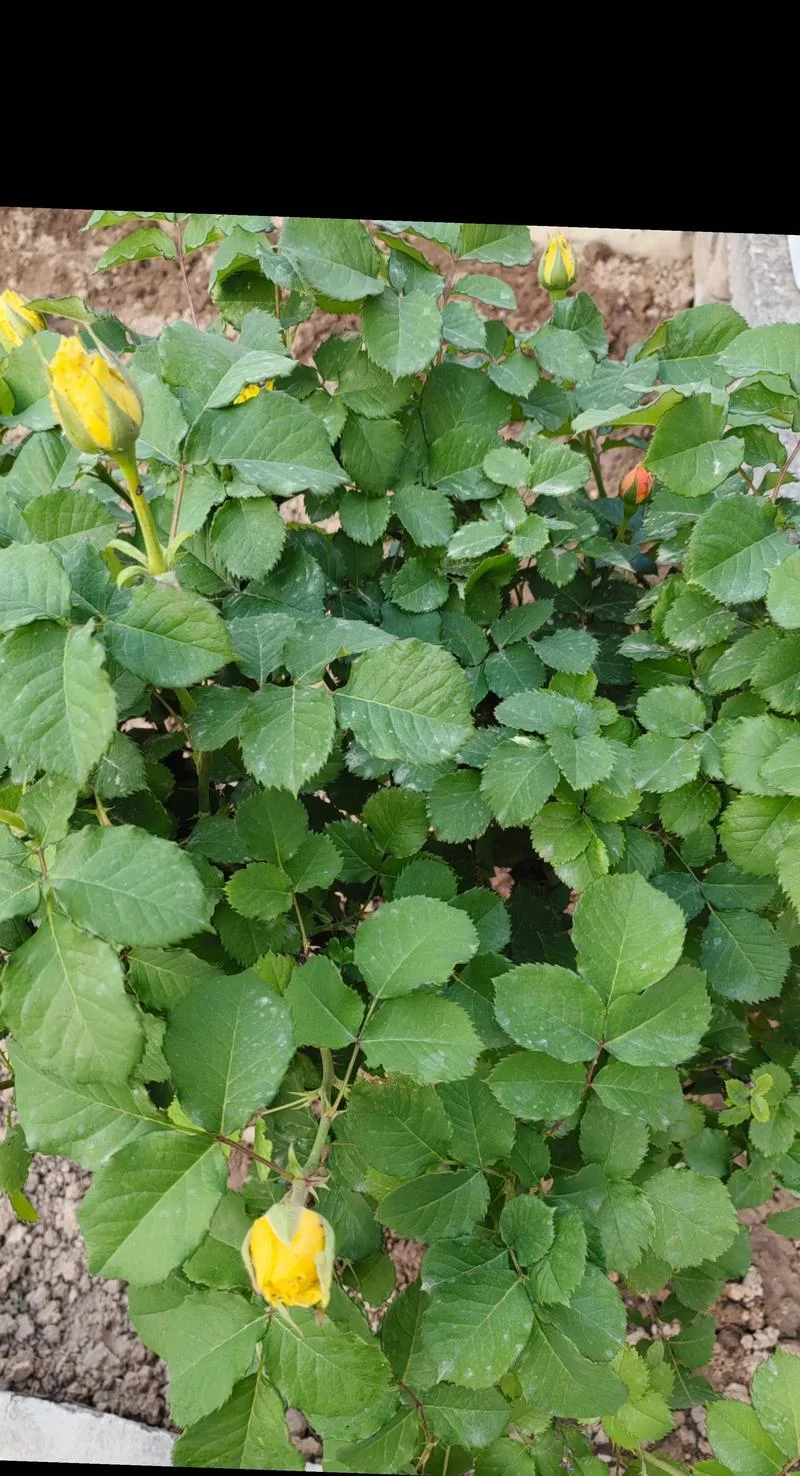 梦到家里的花黄了_2
