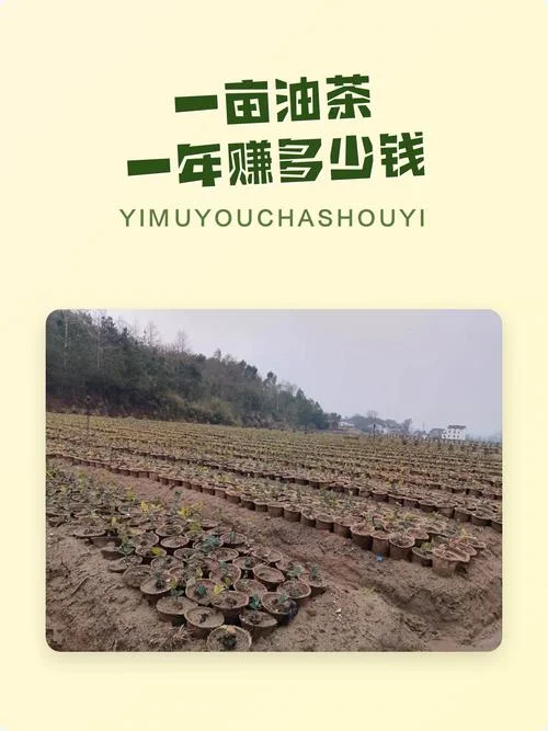 油茶一亩地种多少棵-一亩油茶种几棵