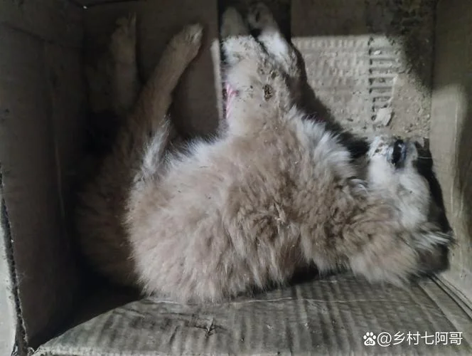 梦到死狗是什么意思_1