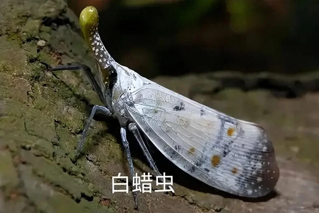 梦见白虫子_1