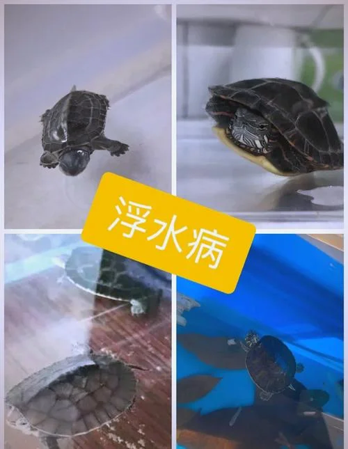 梦到乌龟是什么征兆_1