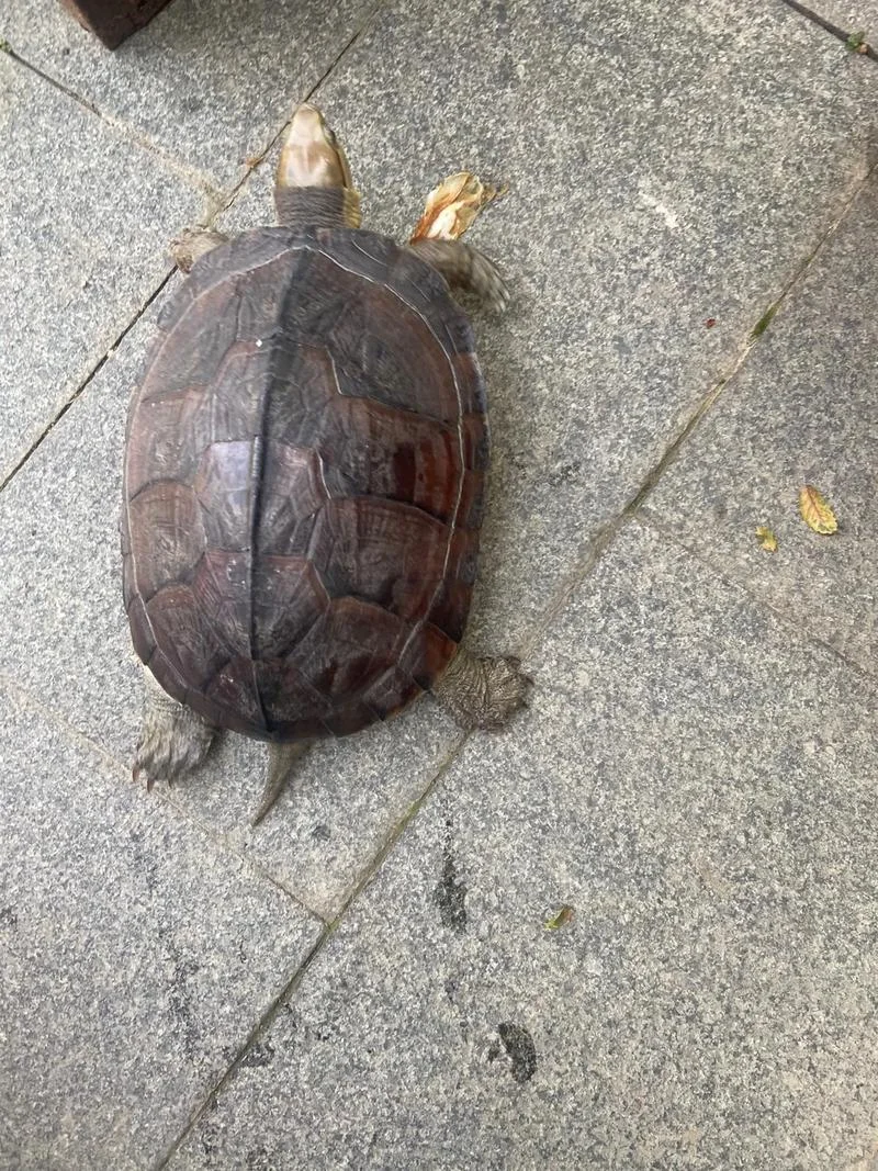 梦见放生乌龟什么预兆_1