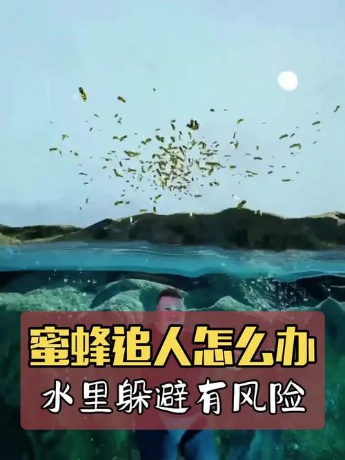 梦见被蜜蜂追_1