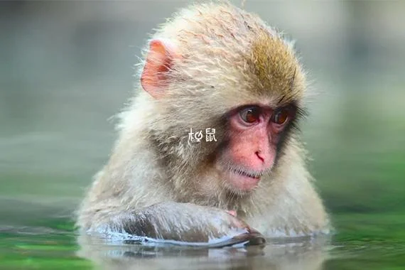周公解梦梦见猴子-周公梦猴解疑