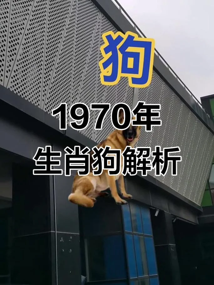 1970年属狗在2020年运势-1970 年狗 2020 年运势