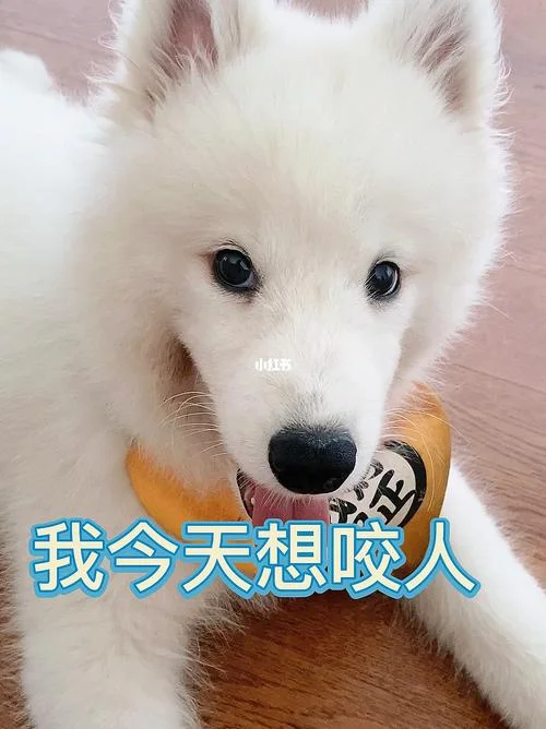 梦见狗咬我睾丸而惊醒_1