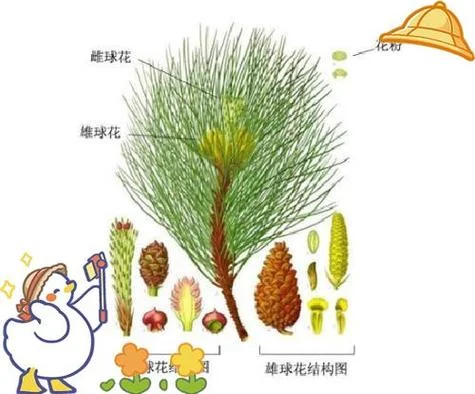 裸子植物简介-裸子植物简介