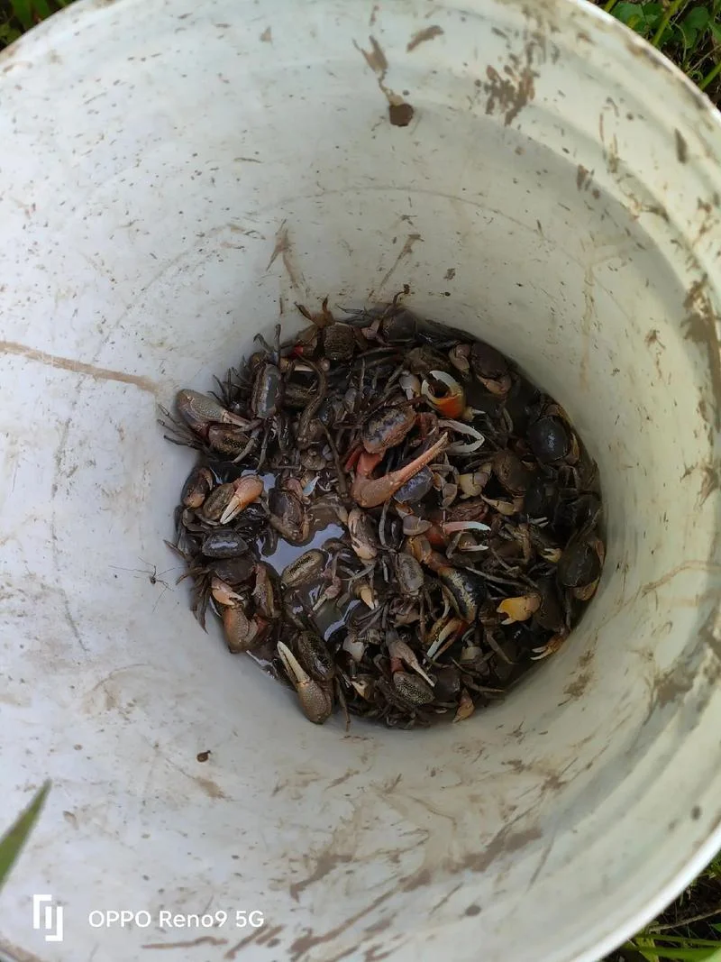 做梦抓鱼没抓到_1