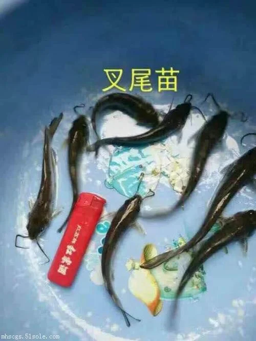 叉尾鱼多少钱一斤_1