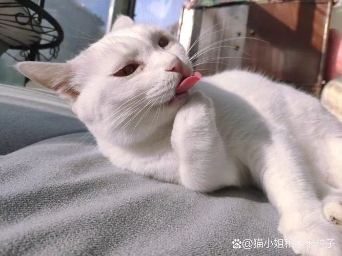 梦见小白猫_1