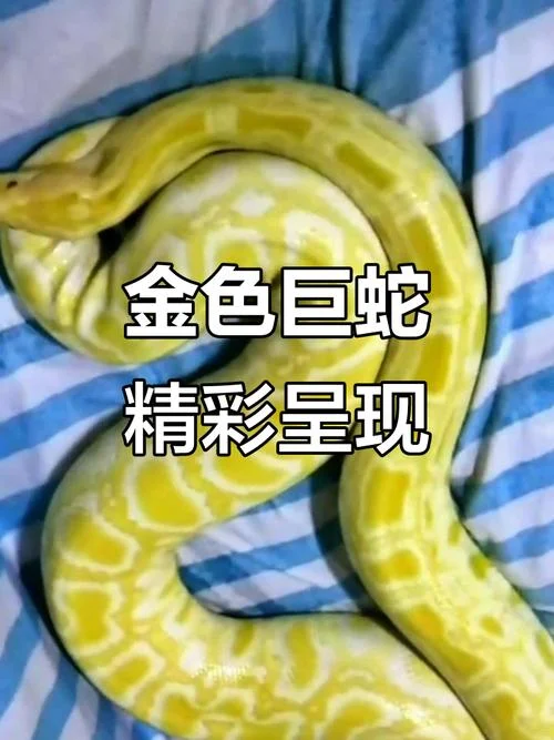梦到一条黄色大蟒蛇_2