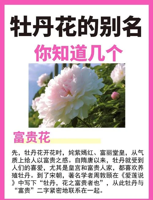 牡丹几月开_1