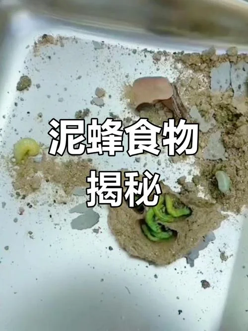 梦见食物上有虫子_1