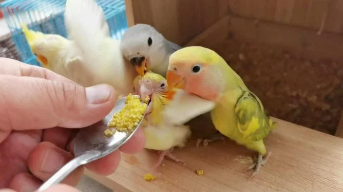 会说话鹦鹉多少钱一只_2