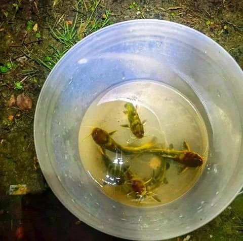 梦见和同事一起捞鱼_2