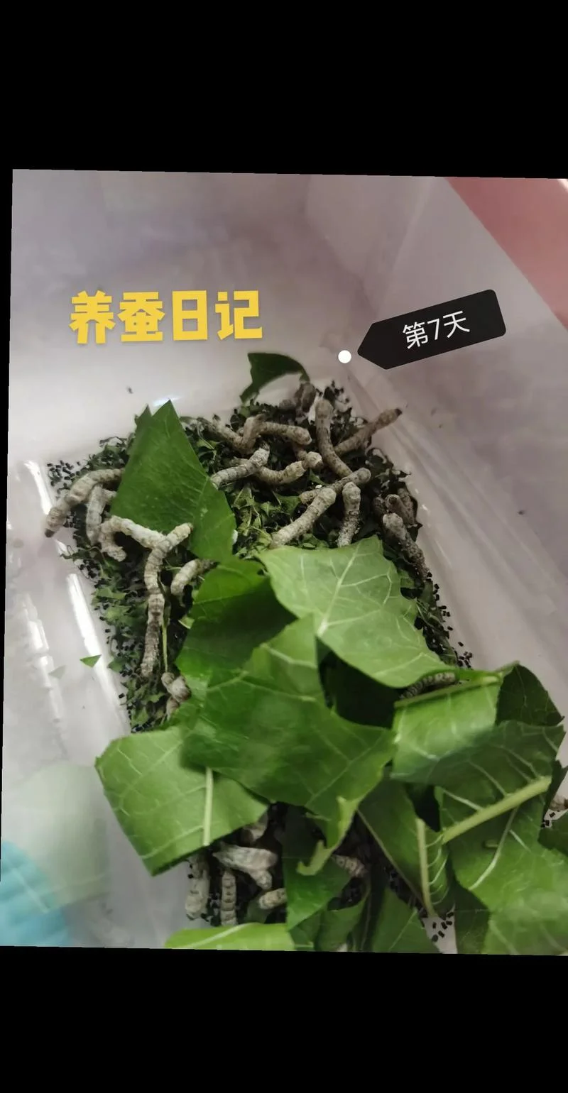 蚕宝宝饲养_1