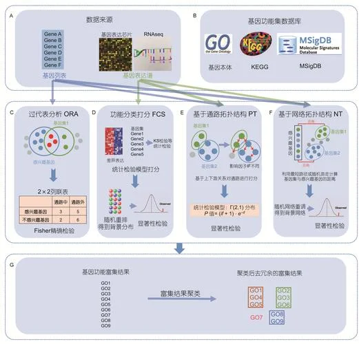 什么是富集分析-富集分析详解