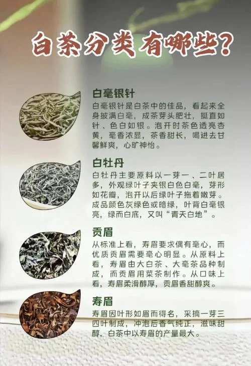 福鼎白茶春茶几月份彩-福鼎白茶春茶月彩