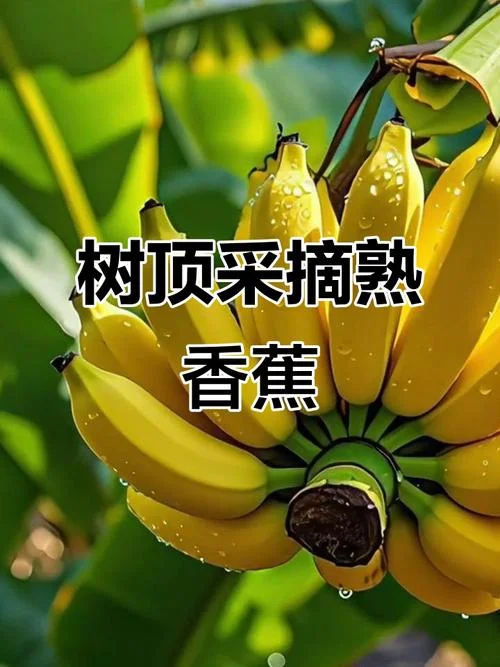 摘香蕉感悟-摘香蕉感悟