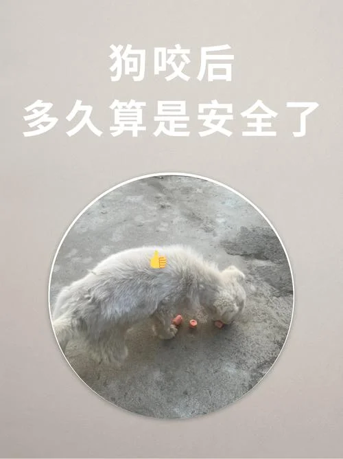 梦见狗咬脚了什么预兆_1