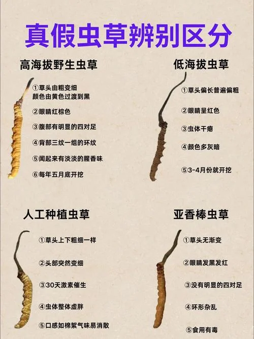 虫草和什么是大补-虫草大补小补