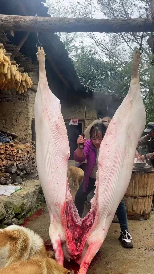 梦到杀猪卖肉过年_1