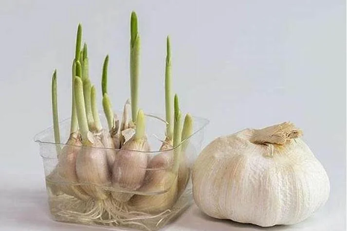 梦见去买青菜什么意思-买菜梦暗示财运