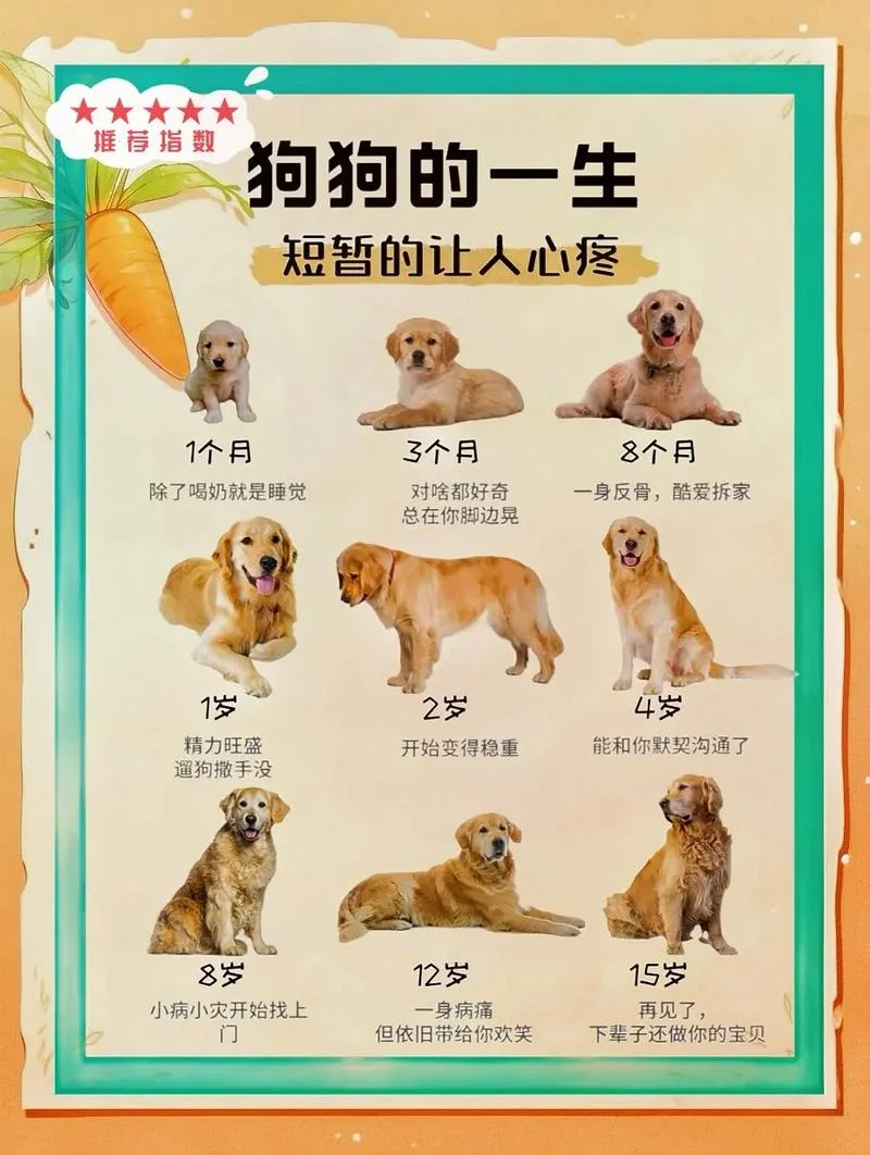 生肖狗是哪一年的-2024 年生肖狗