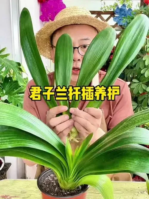 君子兰怎么养_1