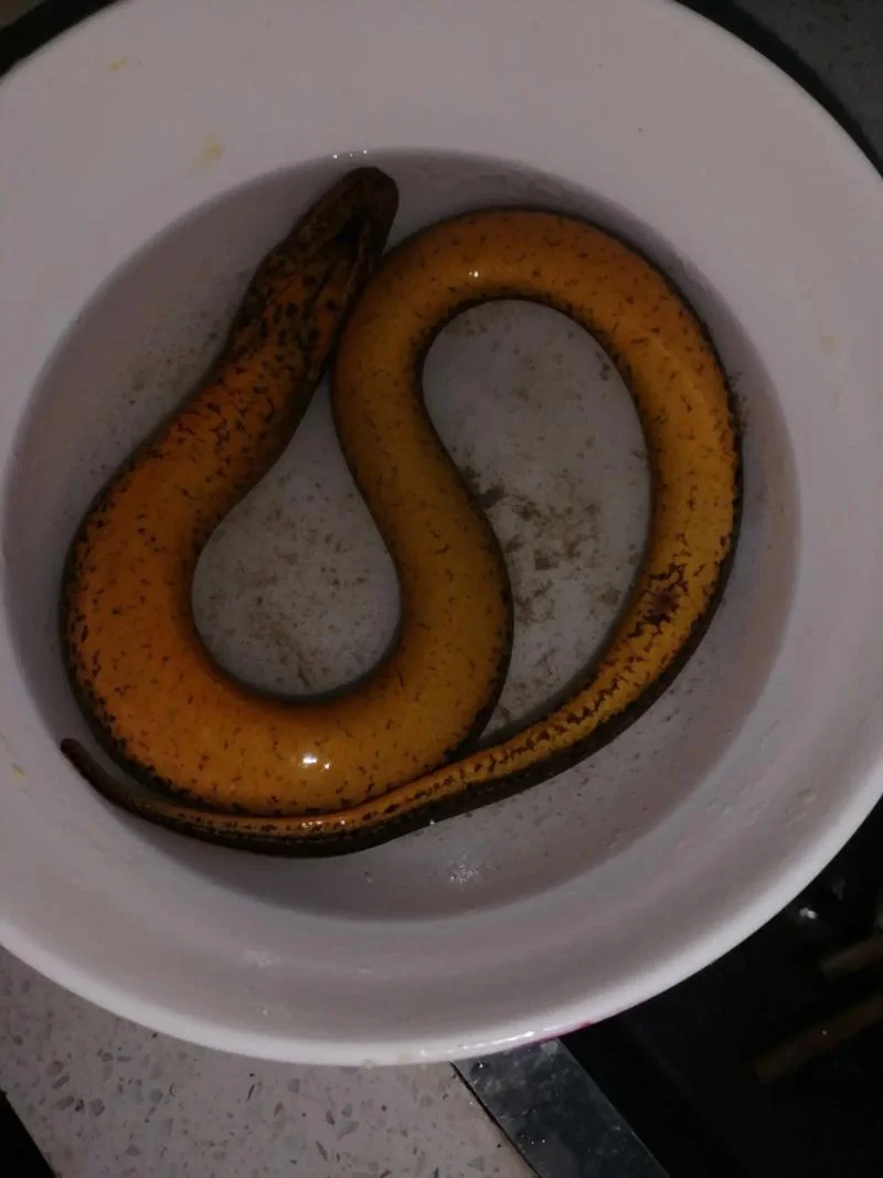 梦到自己捉了好多黄鳝_1