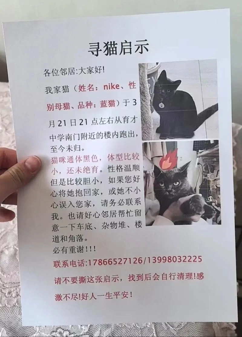 梦见捡到小猫崽是什么意思_1