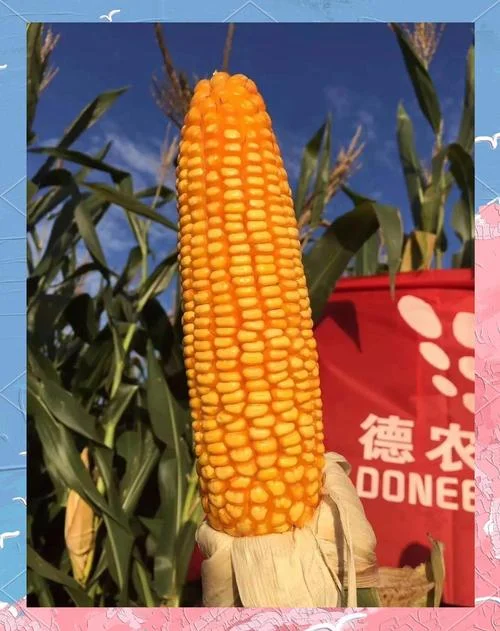 德单123玉米种子简介-德单 123 玉米种子好