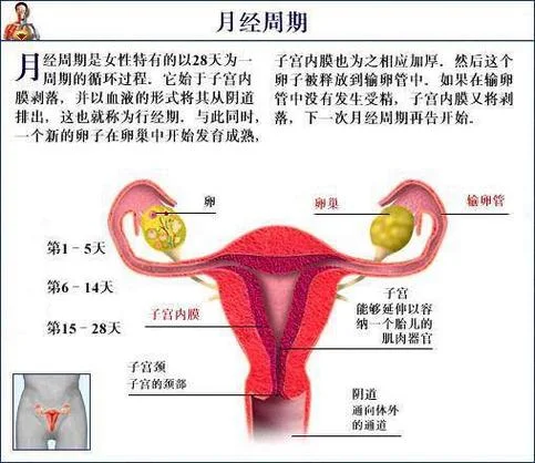 月经的原理-月经生理原理