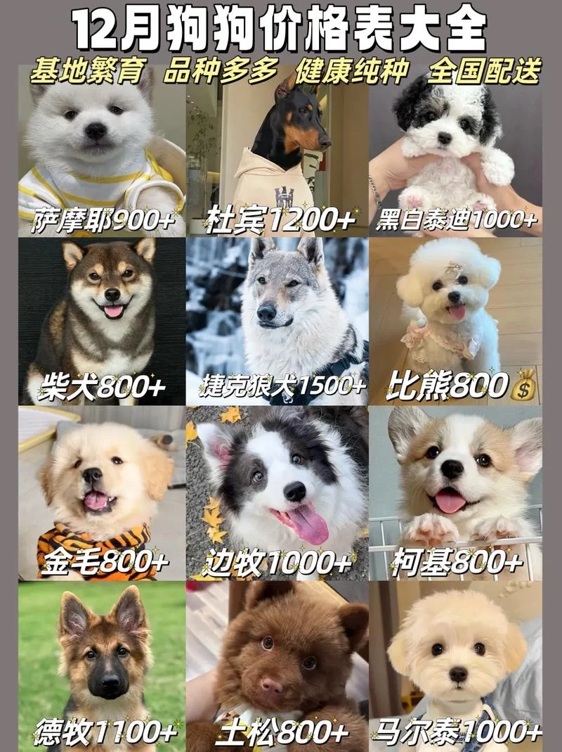 小狗火化一般多少钱_1