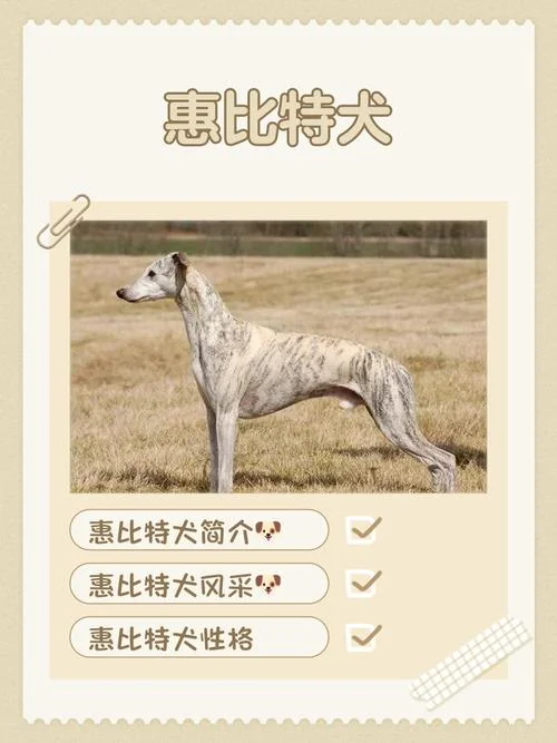 母比特犬起名字-母比特犬起名