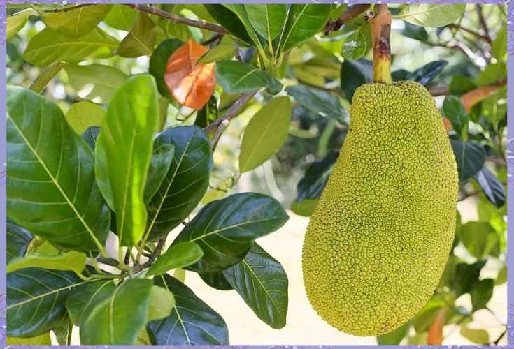 梦见菠萝蜜有什么预兆_1