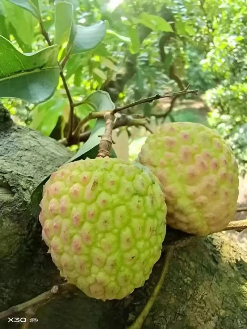 什么水果是绿色的果肉_2