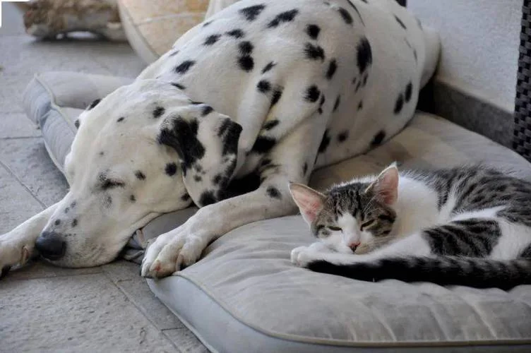 梦见猫和狗是胎梦吗_2