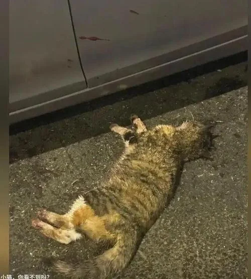 梦到好多死猫_2
