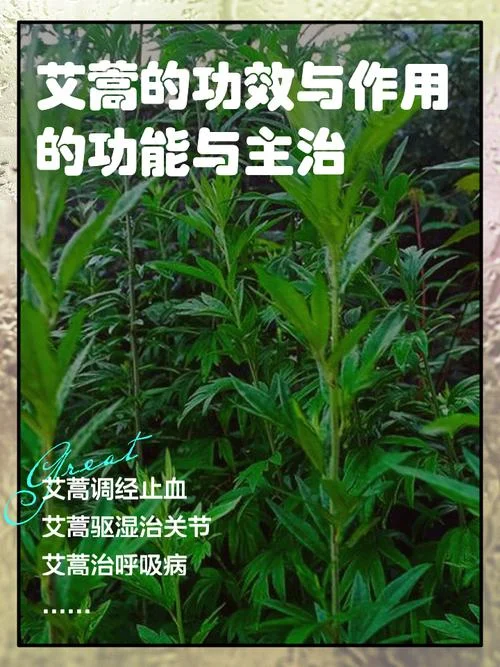 艾草的资料简介_2