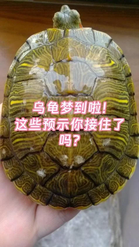 做梦梦见乌龟什么意思_1