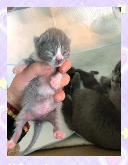 梦见家里的猫生小猫是怎么回事_1