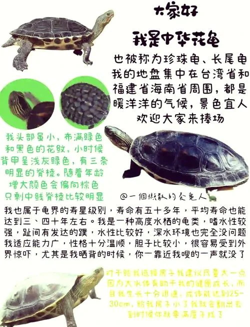 梦见龟原版周公解梦-