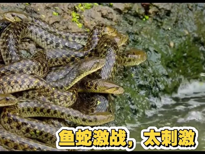 梦见鱼和蛇是什么征兆_1
