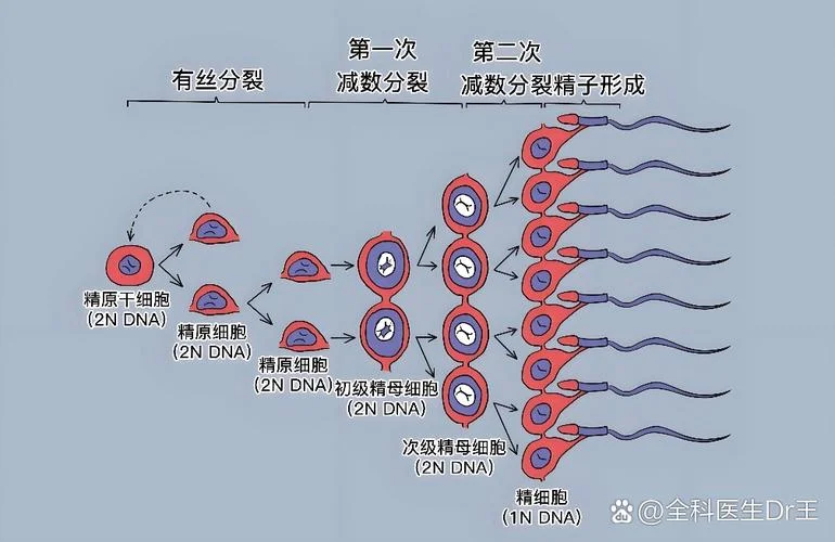 什么是精源抗体-精源抗体定义